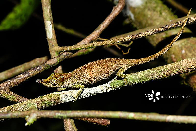 地毯避役（雌性），琥珀山国家公园，马达加斯加图片素材