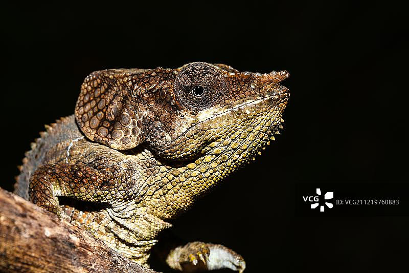 琥珀山变色龙，琥珀山国家公园，马达加斯加，非洲图片素材