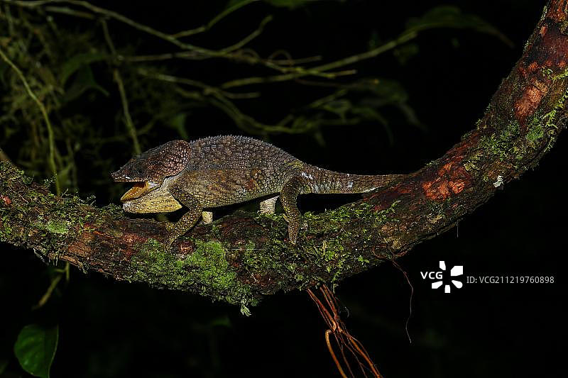 琥珀山国家公园的雄性琥珀山变色龙图片素材
