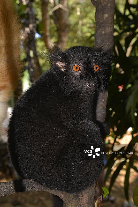 马达加斯加西北部雨林中的黑色狐猴图片素材