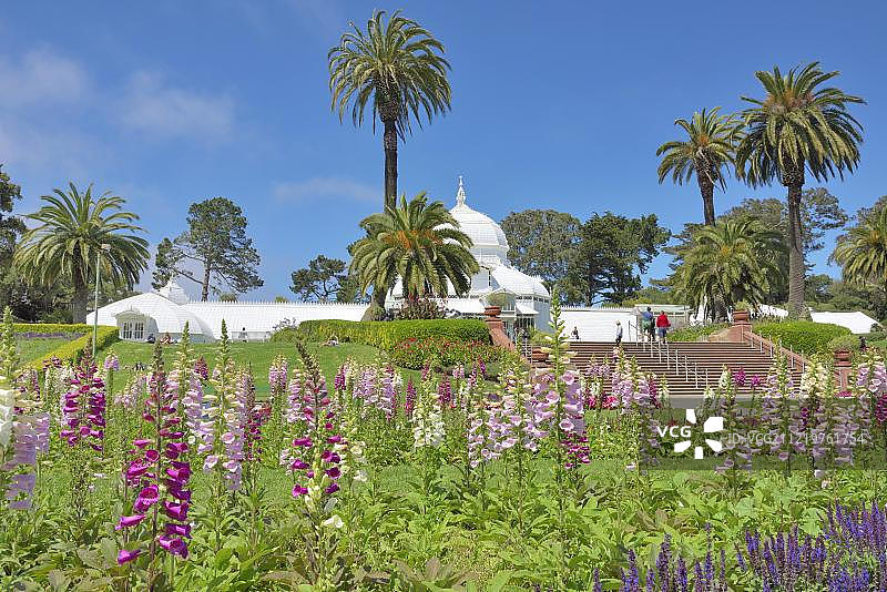 花坛，毛地黄（紫花地黄亚种），旧金山金门公园花房，美国，北美图片素材