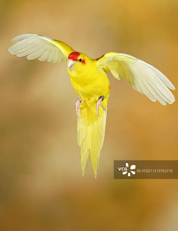 飞行中的红额鹦鹉，圈养，德国，欧洲图片素材
