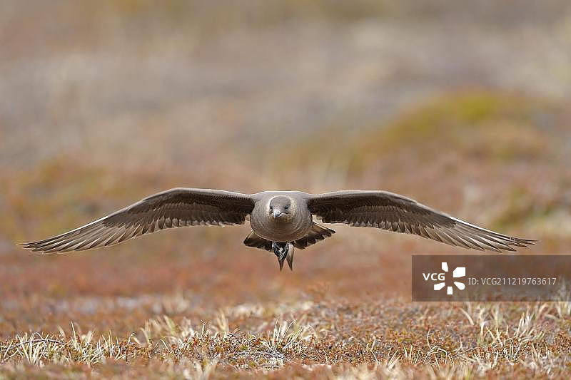 飞行中的长尾贼鸥图片素材