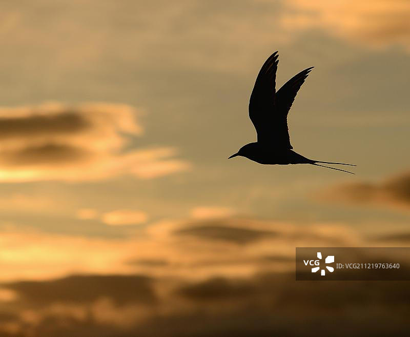 北极燕鸥在午夜阳光下飞行，挪威图片素材