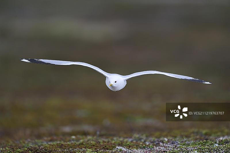飞行中的普通海鸥图片素材