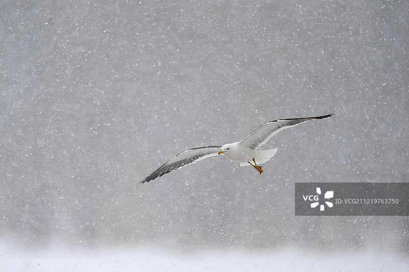 欧洲芬兰北部，暴风雪中飞翔的小黑背鸥图片素材
