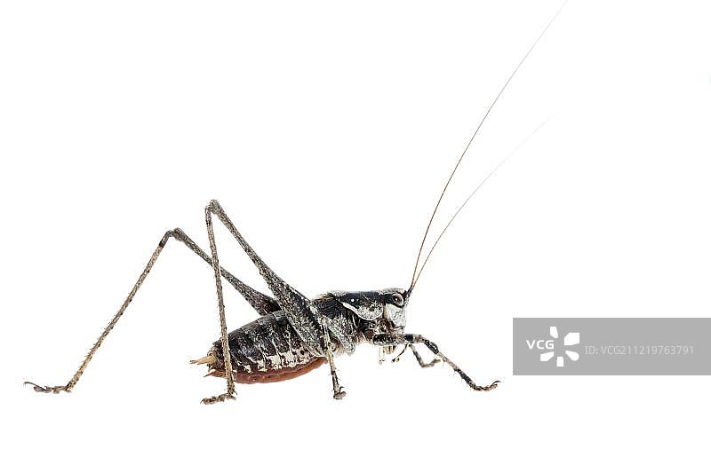 螽斯（Antaxius pedestris），雄性，德国，欧洲图片素材