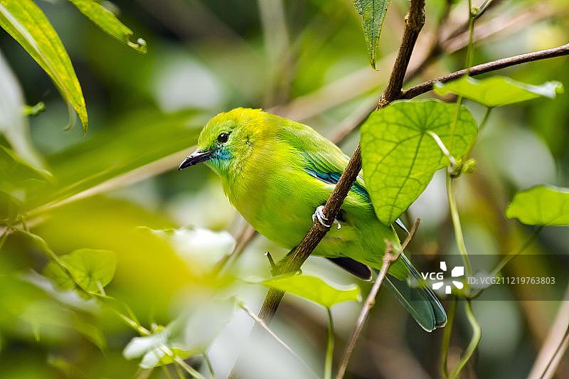 停留在树枝上的蓝翅叶鹎（雌性），泰国岗卡章国家公园图片素材