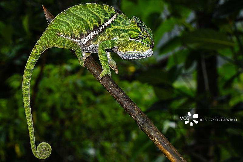 拉诺马法纳国家公园的雌性双带变色龙，马达加斯加，非洲图片素材