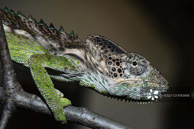 非洲马达加斯加伊法提雷尼亚拉保护区疣状变色龙（雄性）图片素材