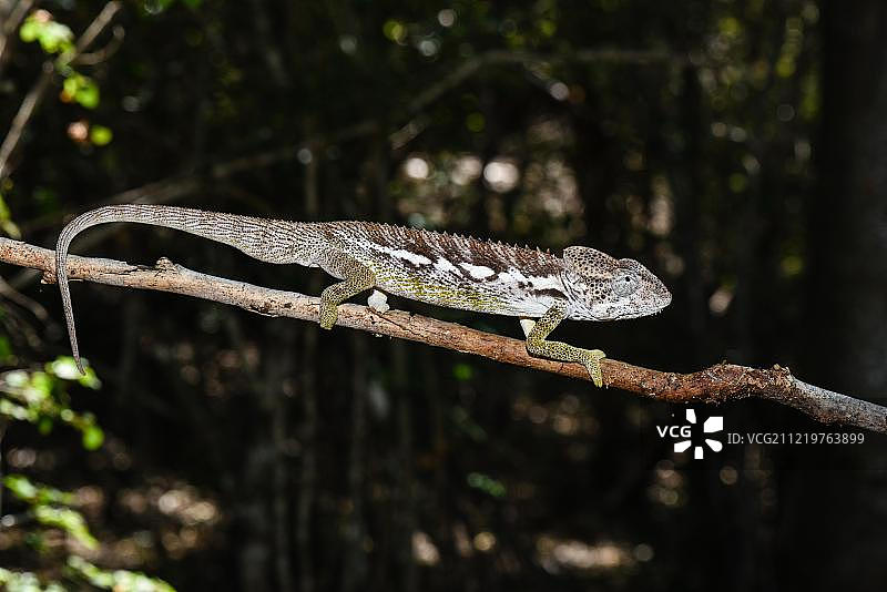 非洲马达加斯加伊法提雷尼亚拉保护区疣状变色龙（雄性）图片素材
