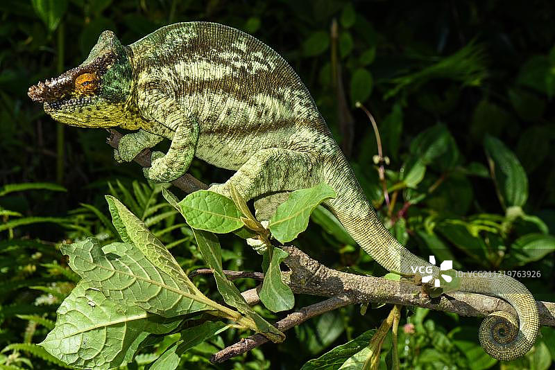 非洲马达加斯加昂达西贝国家公园的帕森变色龙图片素材