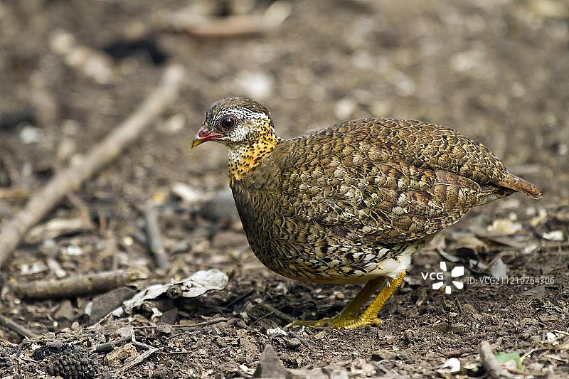 绿脚树鹧鸪，泰国岗卡章国家公园，亚洲图片素材