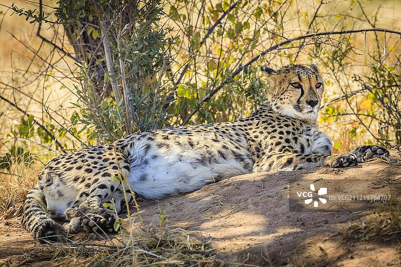 被圈养的猎豹，纳米比亚AfriCat基金会图片素材