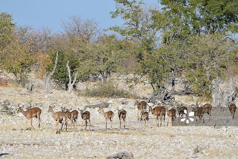 黑脸高角羚（彼氏高角羚），在埃托沙国家公园走向水坑图片素材