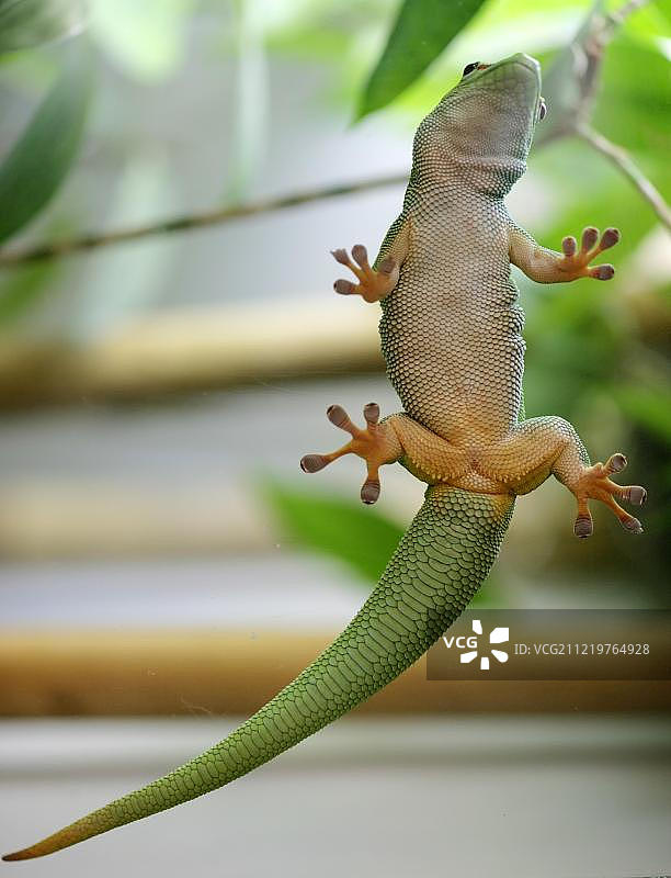 马达加斯加巨型日间壁虎图片素材