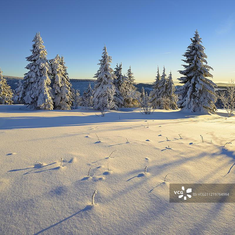 德国萨克森州厄尔士山脉菲希特尔贝格的冬季风景，云杉覆盖着白雪图片素材