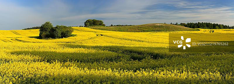 盛开的油菜花田、终碛地貌景观、丘陵、田野灌木、舍夫海德-科林生物圈保护区、乌克马克、勃兰登堡、德国、欧洲图片素材