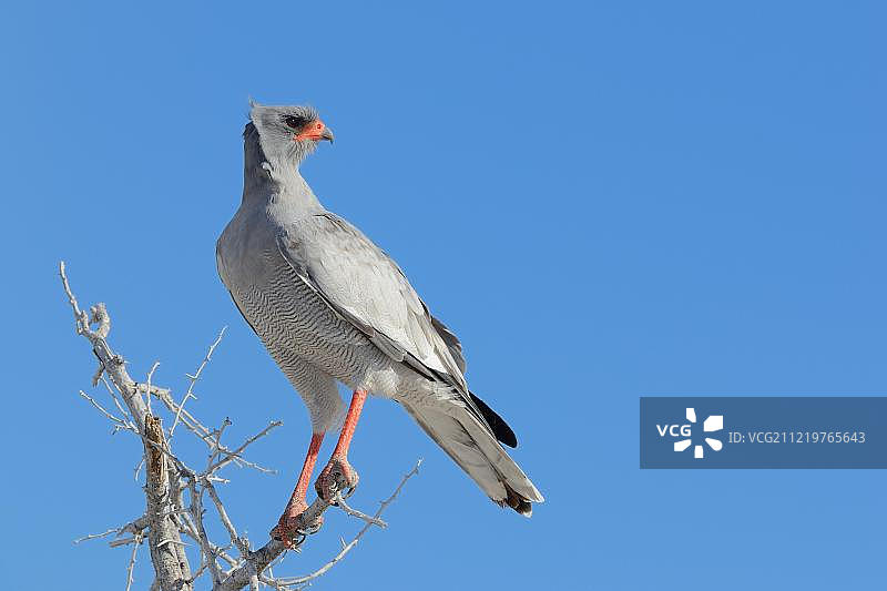 栖息在金合欢树顶部的淡色歌鹰，埃托沙国家公园，纳米比亚，非洲图片素材