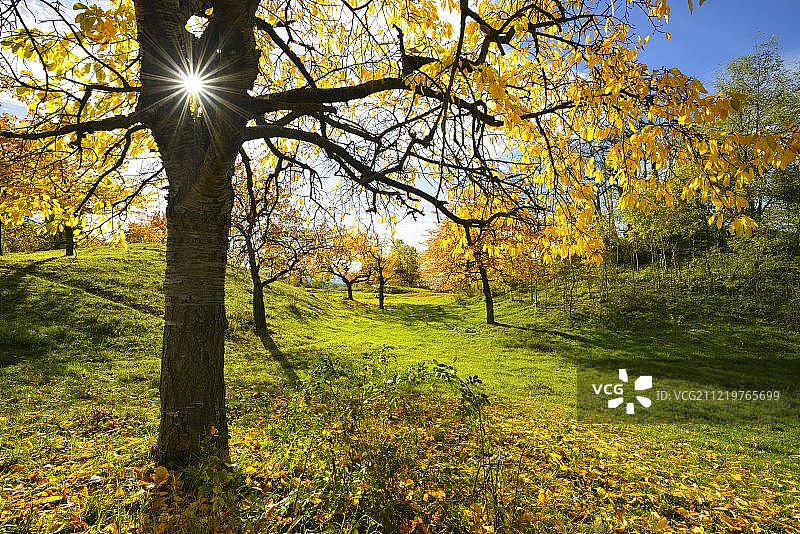 秋季草地果园，阳光穿过樱桃树，德国魏玛附近图片素材