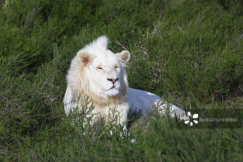 休息中的白色非洲狮图片素材