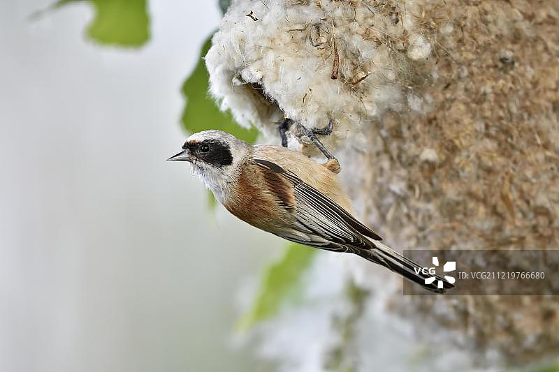 欧亚攀雀巢，德国萨克森-安哈尔特图片素材
