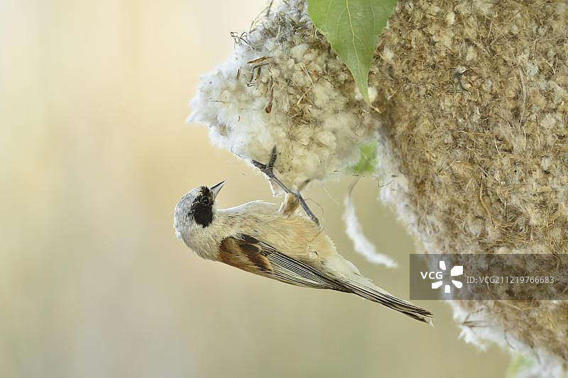 欧亚攀雀巢，德国萨克森-安哈尔特图片素材