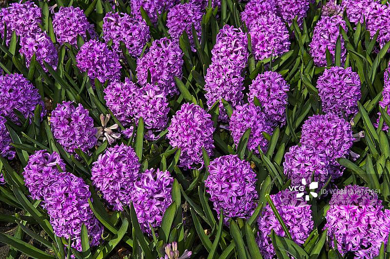 荷兰利瑟Keukenhof风信子图片素材