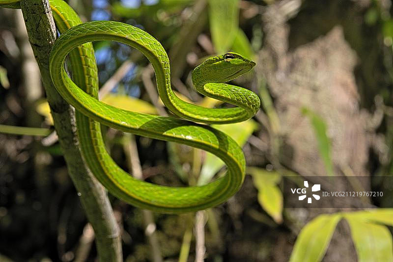 在印度尼西亚北苏拉威西岛的树上缠绕的亚洲藤蛇图片素材