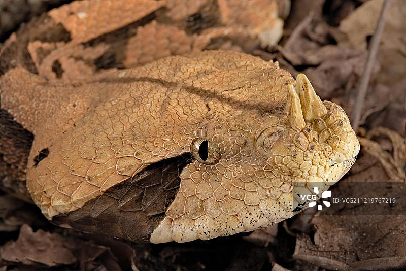 犀牛角蝰蛇，动物写真，喀麦隆，非洲图片素材