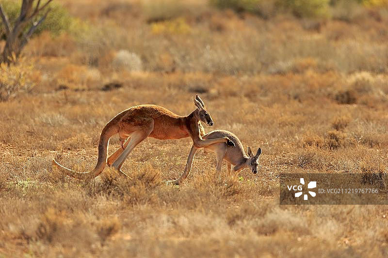 红袋鼠交配图片素材