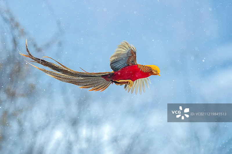 红腹锦鸡图片素材