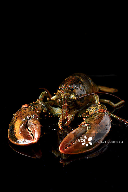 波士顿龙虾图片素材