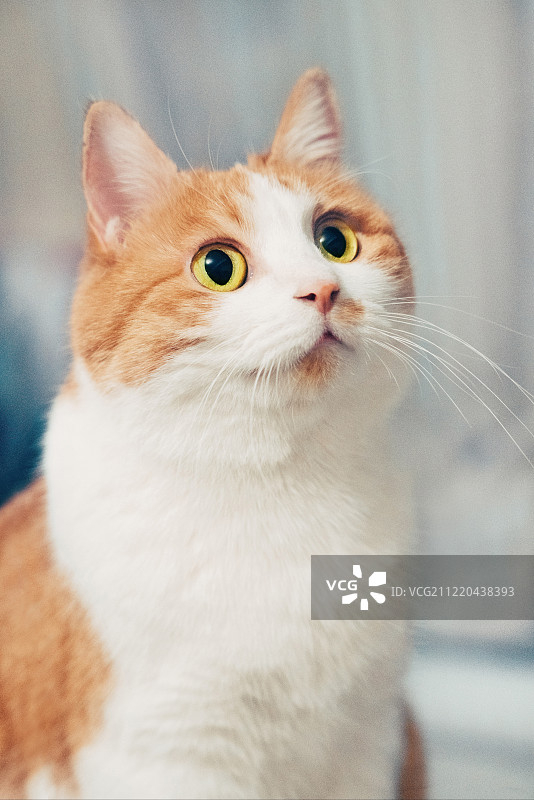 漂亮猫咪图片素材