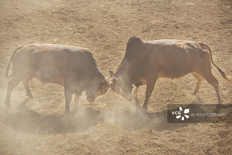 斗牛图片素材