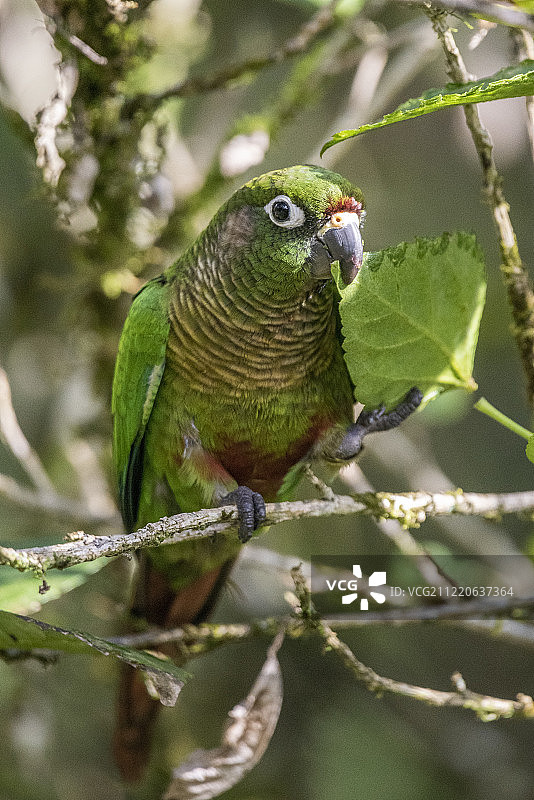 巴西鹦鹉在树叶上觅食特写图片素材