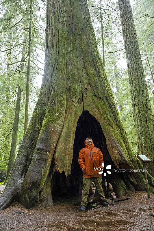 男子站在大教堂树林中空树内,仰望上方巨树。大教堂树林是加拿大不列颠哥伦比亚省温哥华岛上古老花旗松生态系统的稀有濒危残余。图片素材