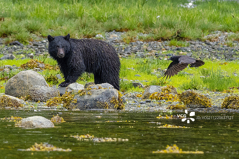 黑熊和乌鸦的自然风光摄影图片素材