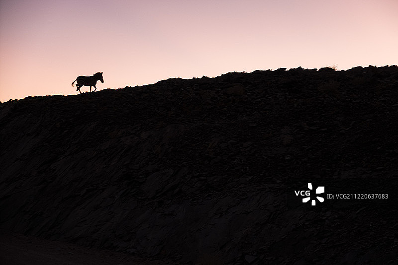 纳米比亚库内内沙漠山丘上行走的斑马轮廓图片素材