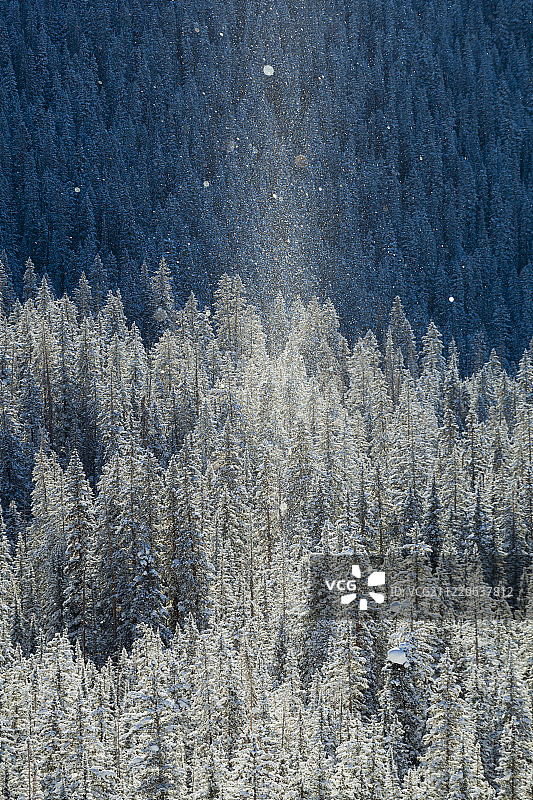阳光照耀着科罗拉多州雪overed针叶林上空的冰晶图片素材