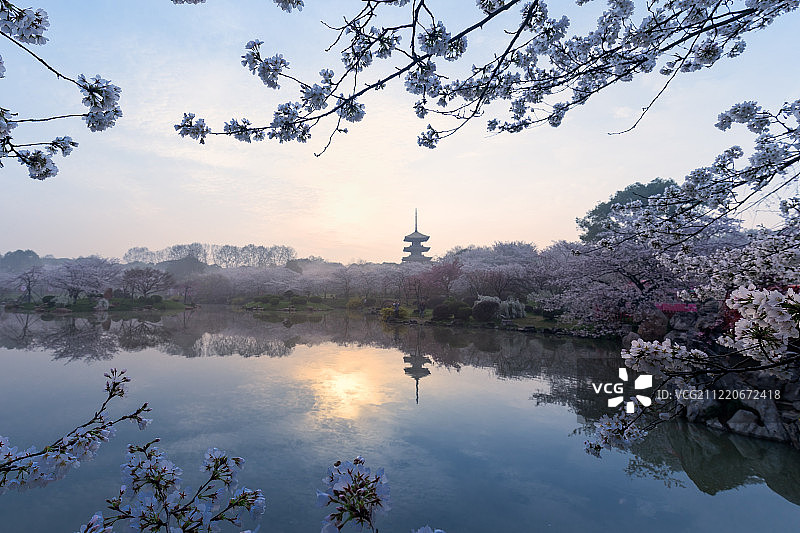 武汉东湖磨山樱花园图片素材