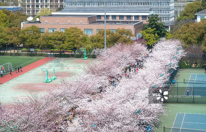 上海同济大学樱花大道图片素材