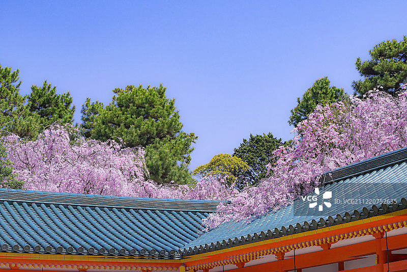 京都平安神宫神社走廊旁的樱花图片素材