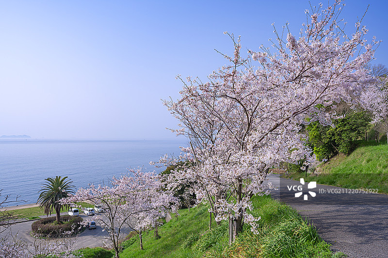 日本兵库县濑户内海樱花海滩图片素材