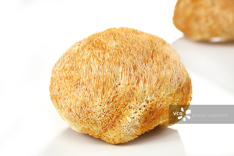 猴头菇图片素材