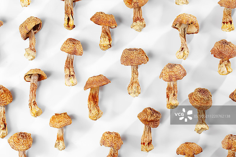 姬松茸图片素材