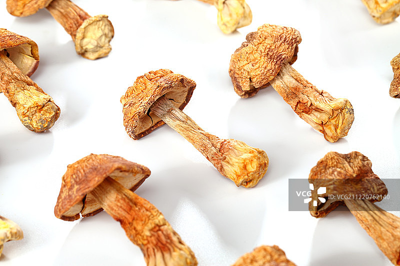 姬松茸图片素材