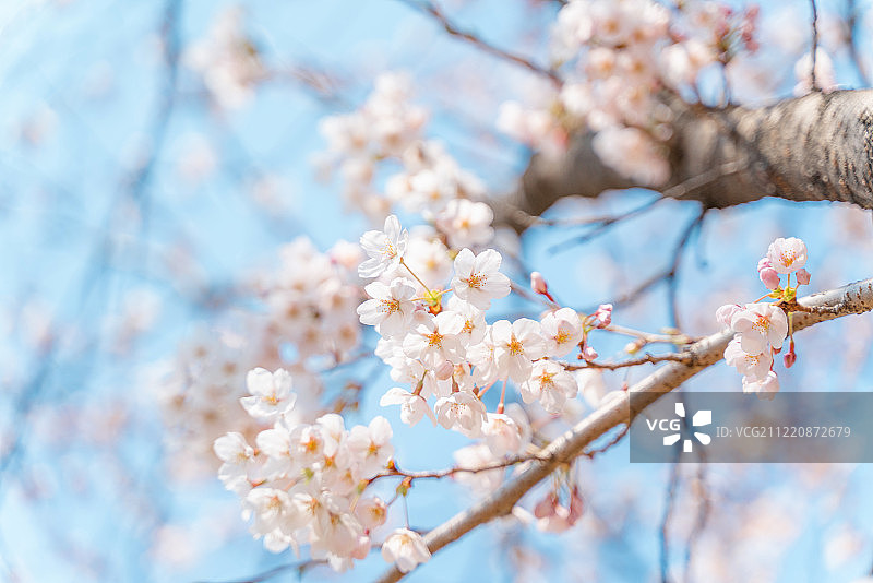 春日樱花盛开图片素材