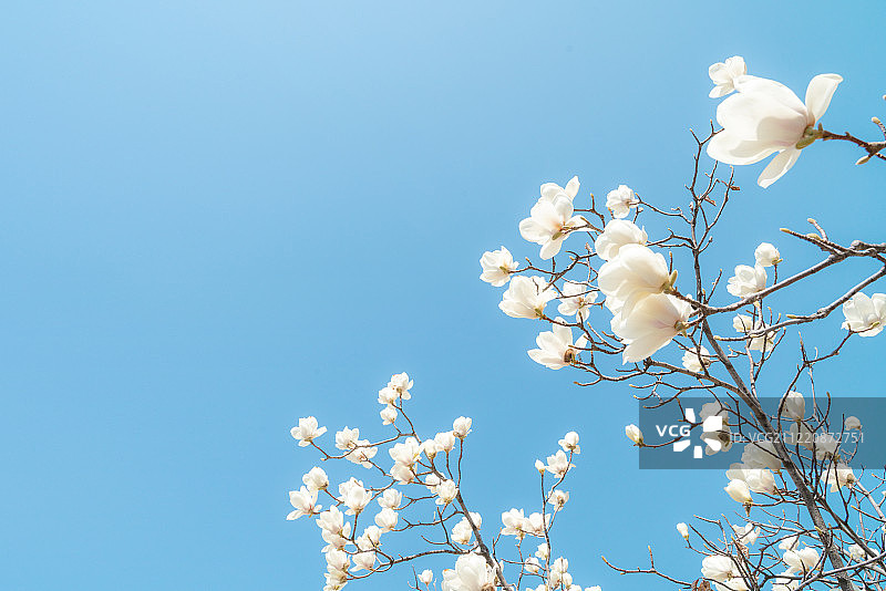 玉兰花自然风光图片素材