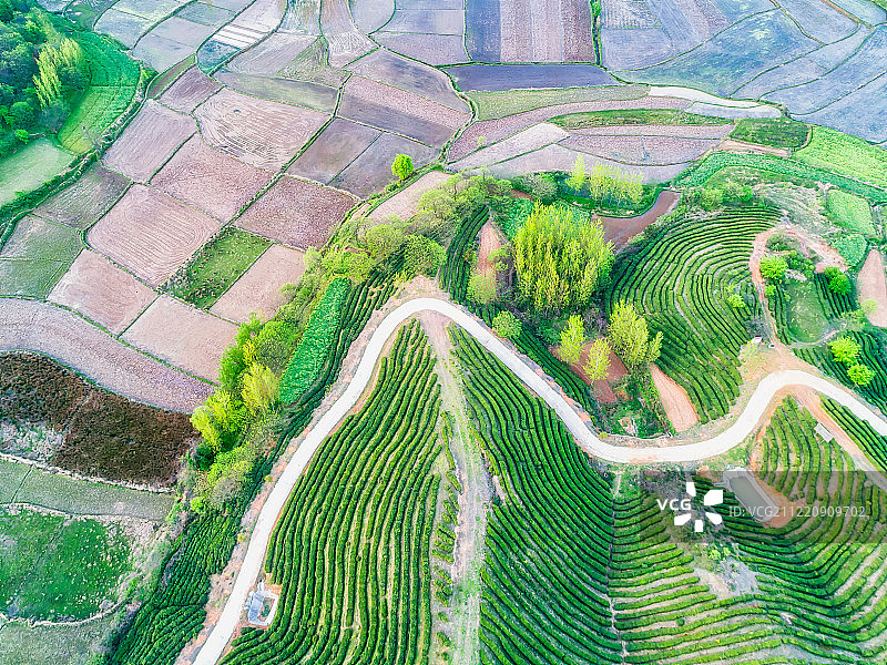 信阳南湾湖浉河港毛尖茶园风光航拍正上方视角图片素材
